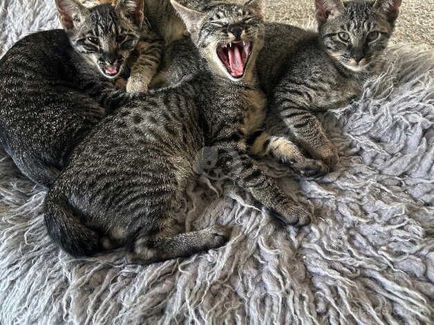 Savannah Cross Kittens For Sale in Somerset